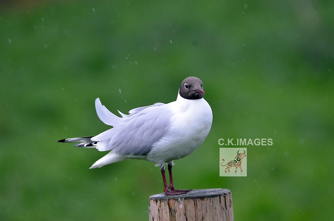 DSC_5028  Black-headed gull,Chroicocephalus ridibundus