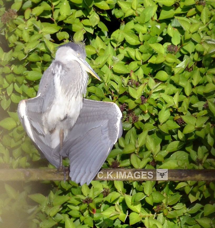 DSC_5913  Ardea cinerea,Grey heron