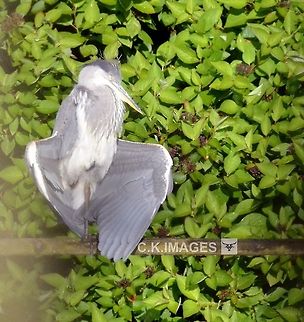 DSC_5913  Ardea cinerea,Grey heron