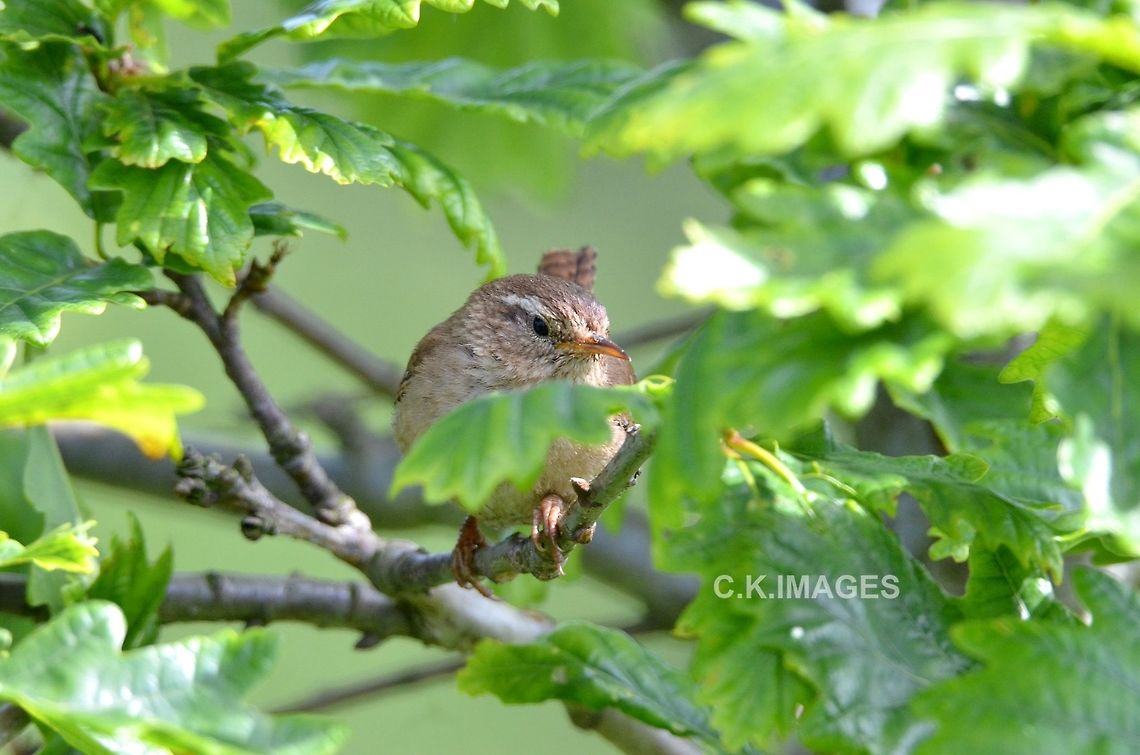 DSC_5378  Eurasian Wren,Troglodytes troglodytes