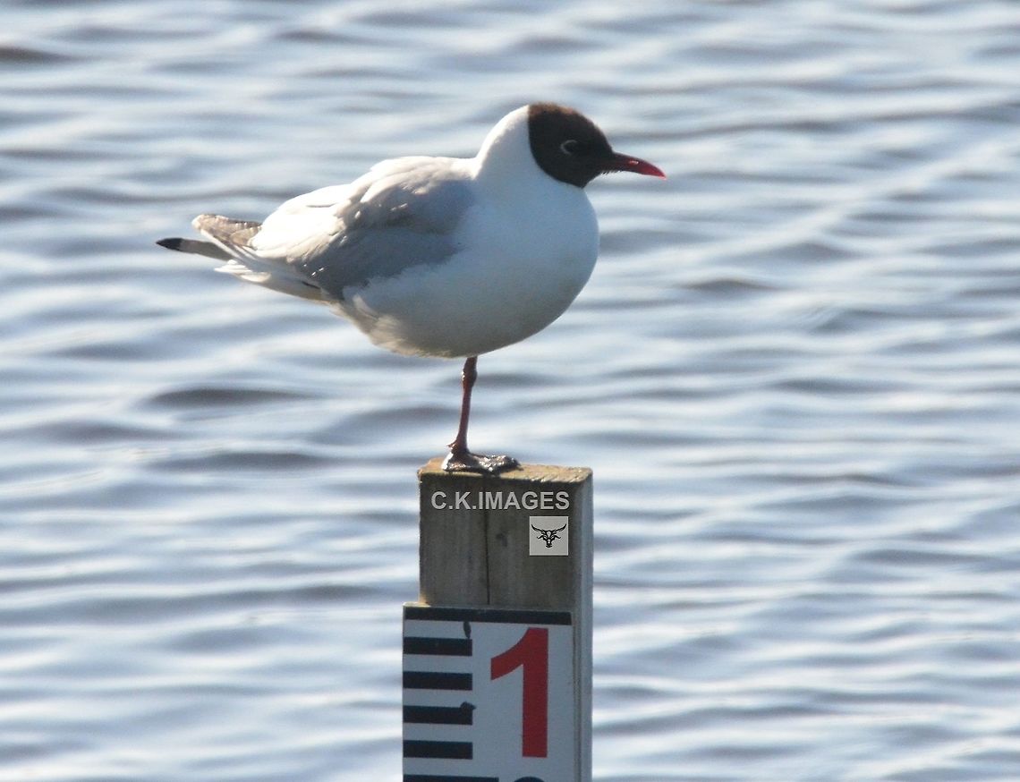 DSC_5931  Black-headed gull,Chroicocephalus ridibundus