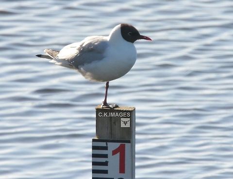 DSC_5931  Black-headed gull,Chroicocephalus ridibundus
