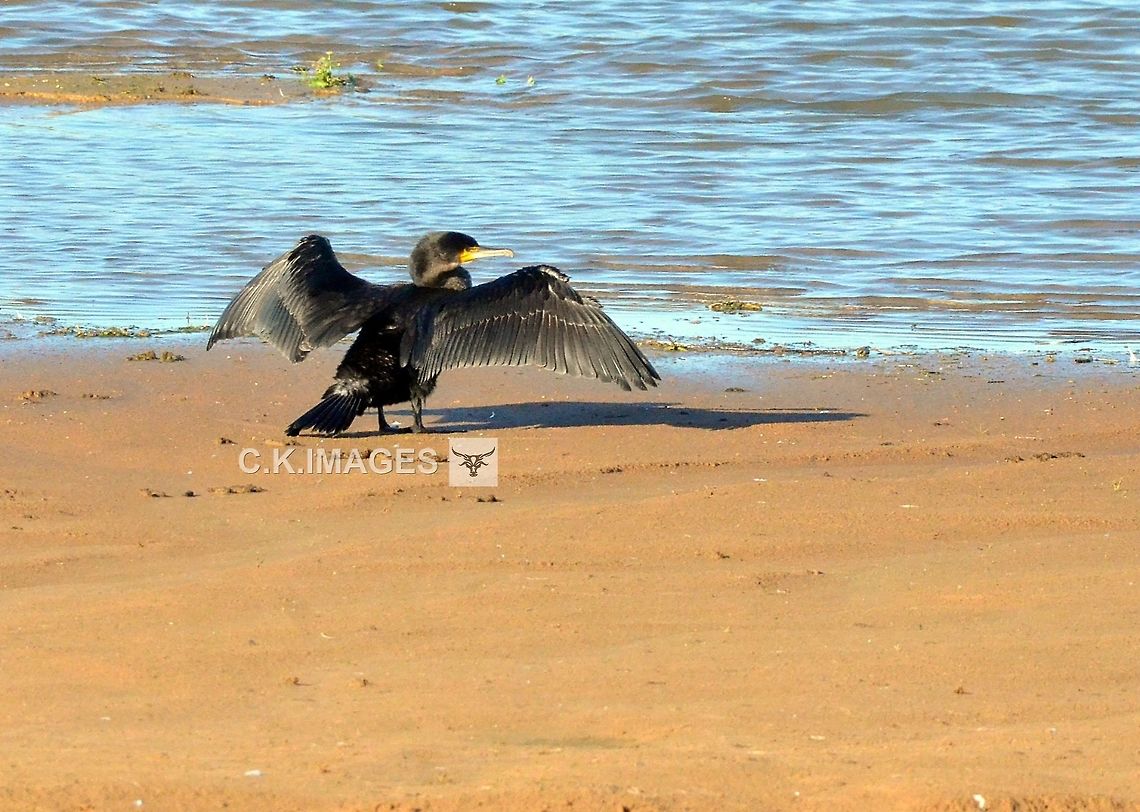 DSC_5922  Great Cormorant,Phalacrocorax carbo