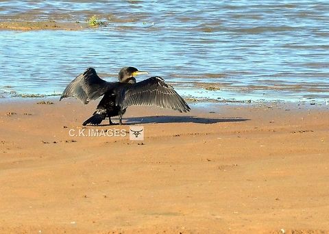 DSC_5922  Great Cormorant,Phalacrocorax carbo