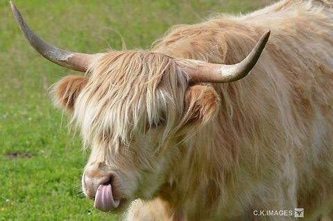 DSC_6008  Bos primigenius taurus,Cattle