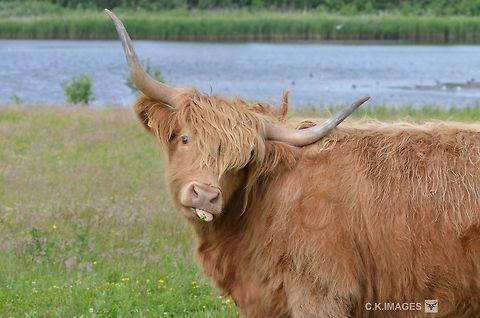 Bos primigenius taurus  Bos primigenius taurus,Cattle