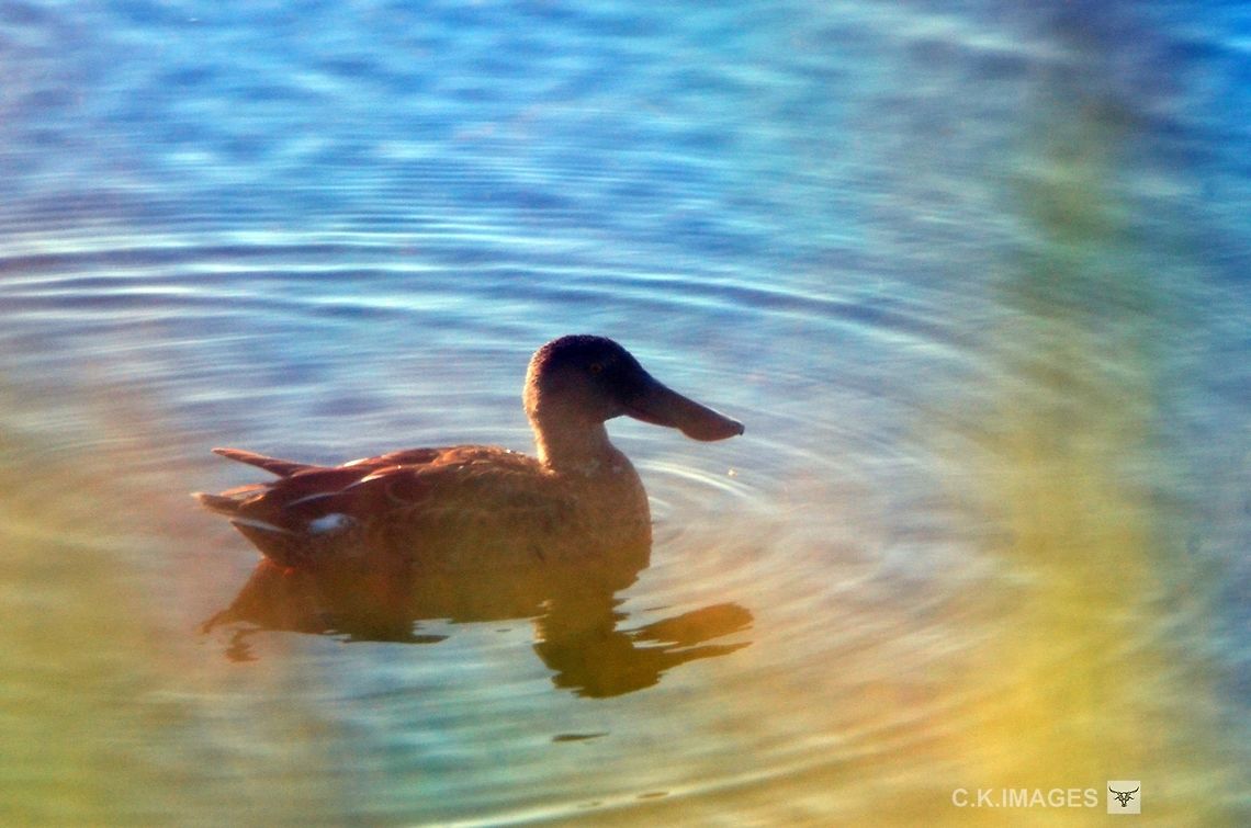 DSC_5933  Anas clypeata,Northern Shoveler