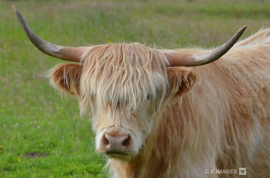 DSC_6015  Bos primigenius taurus,Cattle