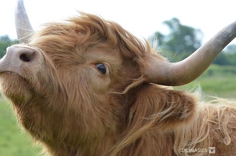 DSC_6020  Bos primigenius taurus,Cattle