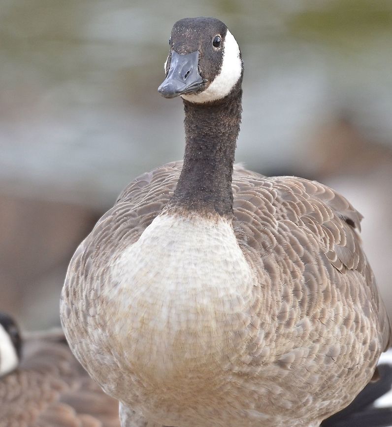 DSC_6186  Branta canadensis,Canada goose