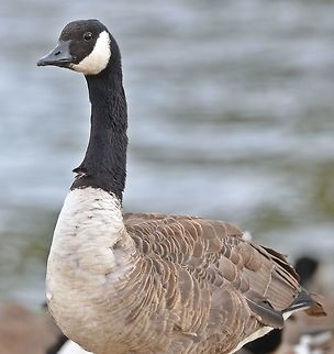 DSC_6185  Branta canadensis,Canada goose