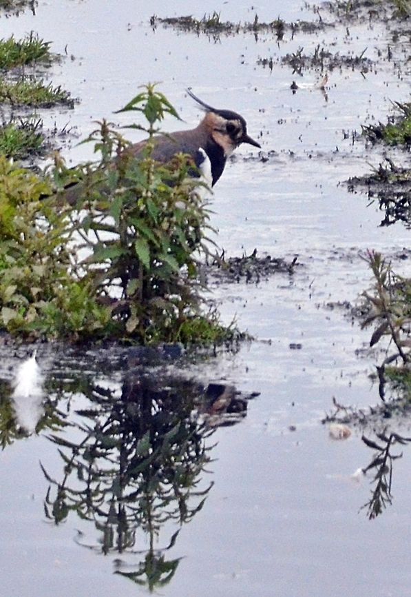 DSC_6256  Northern lapwing,Vanellus vanellus