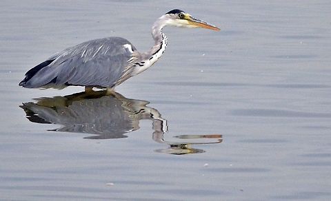 DSC_6242  Ardea cinerea,Grey heron