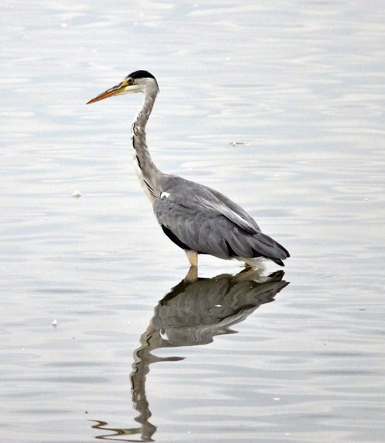 DSC_6227  Ardea cinerea,Grey heron