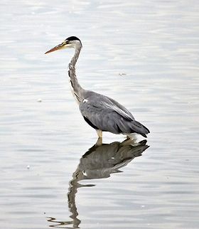 DSC_6227  Ardea cinerea,Grey heron