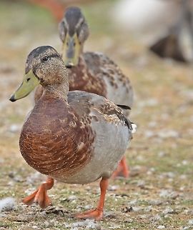 DSC_6204  Anas platyrhynchos,Mallard