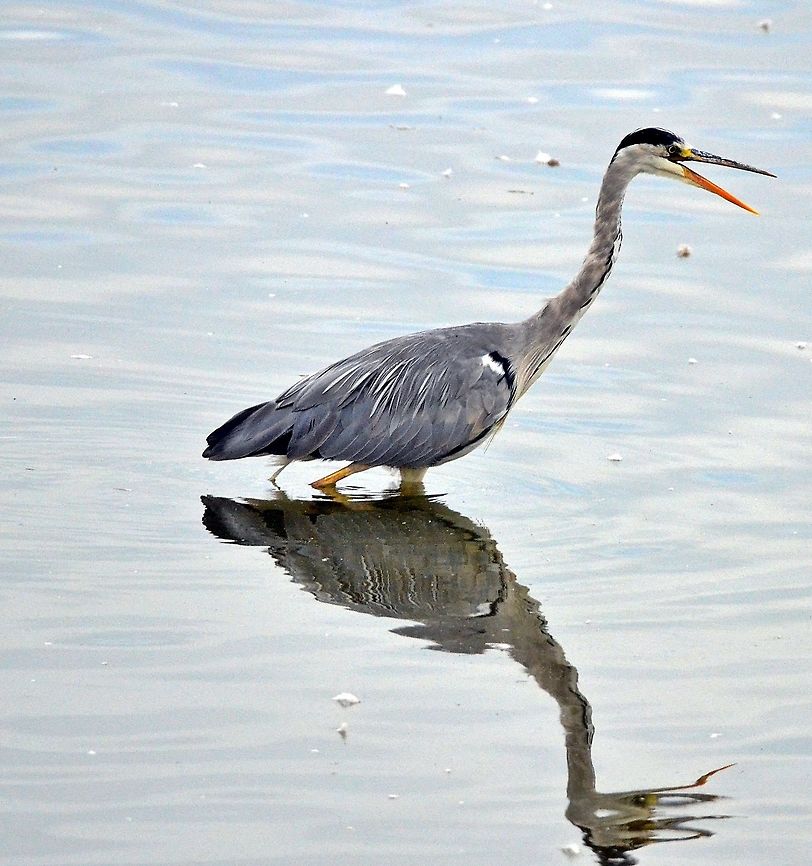 DSC_6297  Ardea cinerea,Grey heron