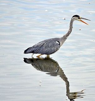 DSC_6297  Ardea cinerea,Grey heron