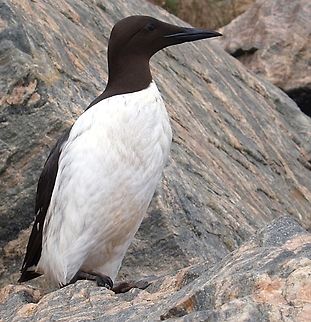 P1010430  Common Murre,Uria aalge