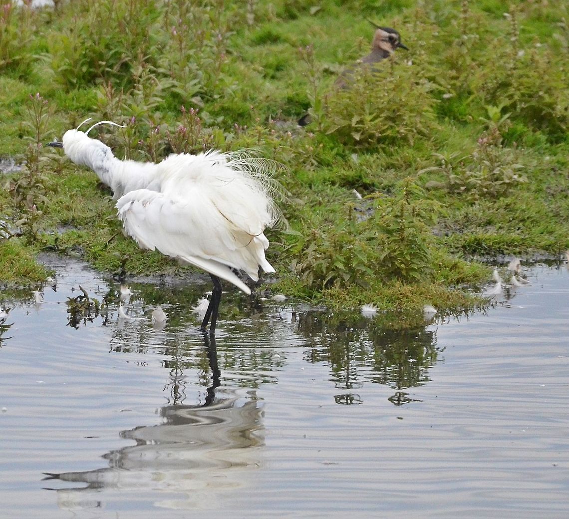 DSC_6397  Egretta garzetta,Little Egret