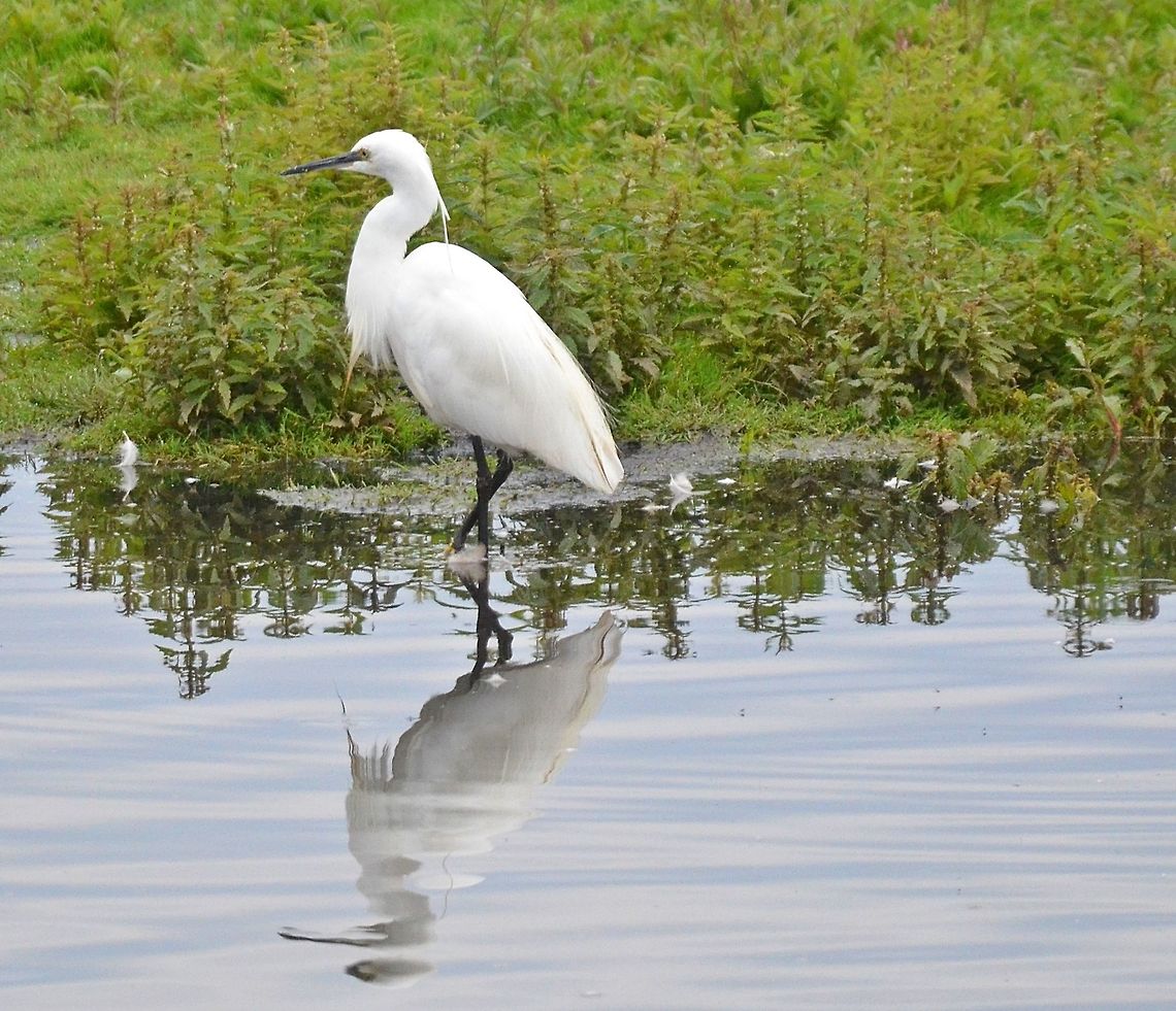 DSC_6405  Egretta garzetta,Little Egret