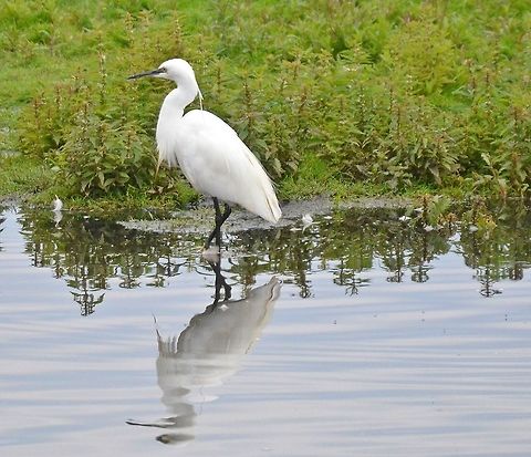 DSC_6405  Egretta garzetta,Little Egret