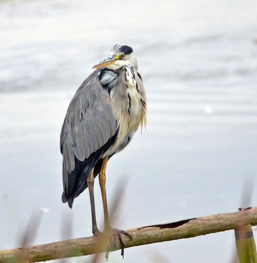 DSC_6517  Ardea cinerea,Grey heron