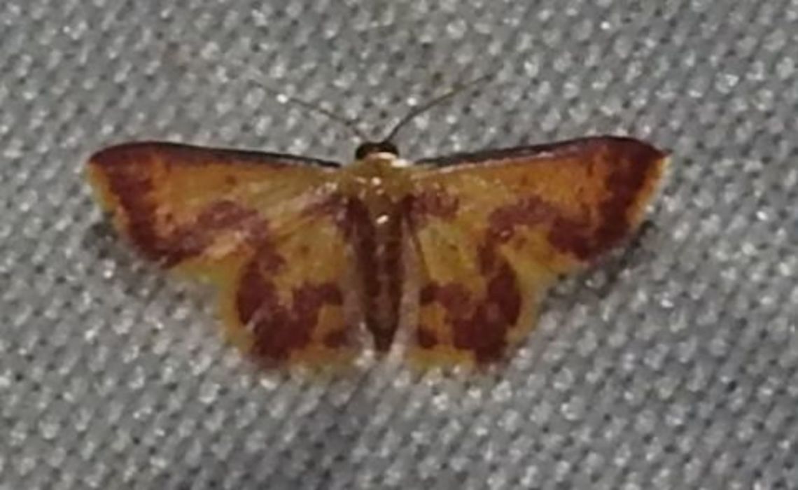 Tricentrogyna colligata (Geometridae: Sterrhinae)  Colombia,Geotagged,Spring,Tricentrogyna colligata