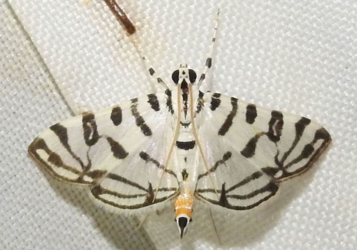 Conchylodes platinalis (Crambidae: Spilomelinae) Photo Rodrigo Bernal Colombia,Conchylodes platinalis,Geotagged,Winter