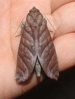 Hapigia nodicornis (Notodontidae_Heterocampinae) San Cipriano, Near Buenaventura, Colombia Colombia,Geotagged,Hapigia nodicornis,Summer