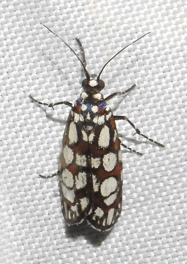 Cydosia nobilitella (Noctuidae: Cydosiinae) Finca Mi Familia, west of Puerto Carre&ntilde;o, in the savannas of Vichada. Colombia,Cydosia nobilitella,Geotagged,Summer