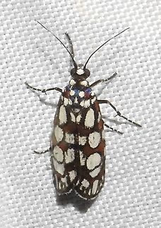 Cydosia nobilitella (Noctuidae: Cydosiinae) Finca Mi Familia, west of Puerto Carreño, in the savannas of Vichada. Colombia,Cydosia nobilitella,Geotagged,Summer