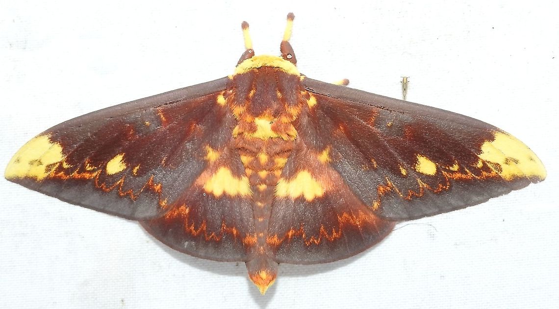 Citheronioides collaris (Saturniidae Ceratocampinae) El Veinte, 20 km east of Quibd&oacute;. Spectacular view of the Choc&oacute; forest, hundreds of moths. Citheronioides collaris,Colombia,Geotagged,Winter