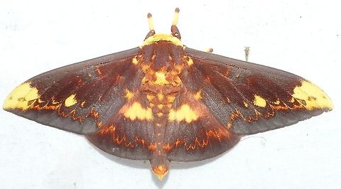 Citheronioides collaris (Saturniidae Ceratocampinae) El Veinte, 20 km east of Quibdó. Spectacular view of the Chocó forest, hundreds of moths. Citheronioides collaris,Colombia,Geotagged,Winter