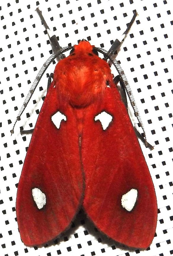 Hyperthaema sanguineata (Erebidae) Huila, Reserva Merenberg, 2200 m. The oldest private reserve in Colombia. Colombia,Geotagged,Hyperthaema sanguineata,Summer