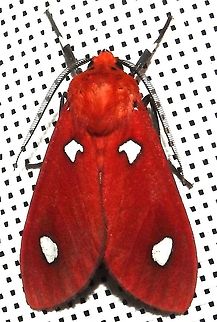 Hyperthaema sanguineata (Erebidae) Huila, Reserva Merenberg, 2200 m. The oldest private reserve in Colombia. Colombia,Geotagged,Hyperthaema sanguineata,Summer