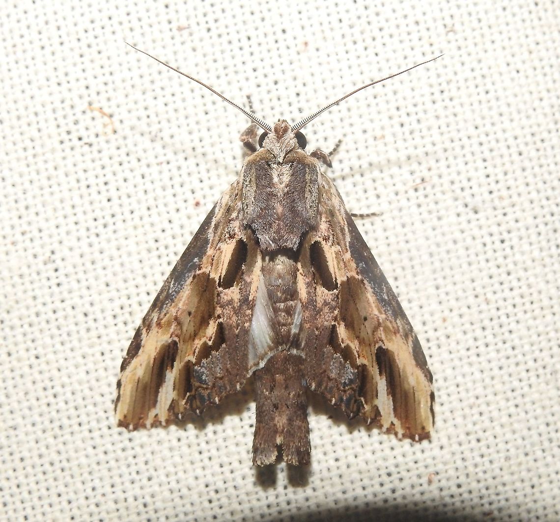 Pentobesa densissima (Notodontidae) Puerto Santander (Araracuara), Amazonas. The wings are completely flat. The &quot;holes&quot; are actualy a game of light and shadows. Colombia,Geotagged,Pentobesa densissima,Summer