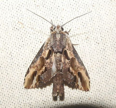 Pentobesa densissima (Notodontidae) Puerto Santander (Araracuara), Amazonas. The wings are completely flat. The "holes" are actualy a game of light and shadows. Colombia,Geotagged,Pentobesa densissima,Summer