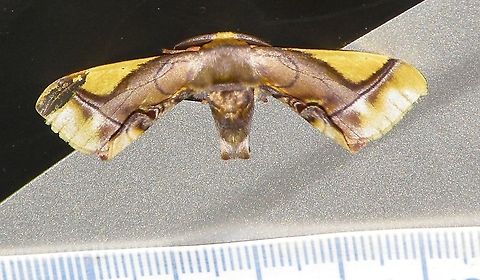 Epia muscosa (Bombycidae) Guainía, río Guaviare, Sejal. Epia muscosa