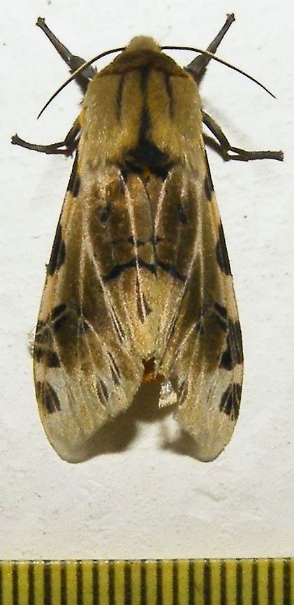Hypercompe nemophila (Erebidae) Santander, east of Bucaramanga, 2200 m. Colombia,Geotagged,Hypercompe nemophila,Summer