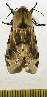 Hypercompe nemophila (Erebidae) Santander, east of Bucaramanga, 2200 m. Colombia,Geotagged,Hypercompe nemophila,Summer