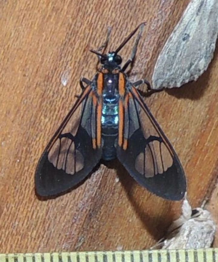 Cosmosoma_saron (Erebidae) At Reserva Natural Guadualito, Montenegro, Colombia Cosmosoma saron