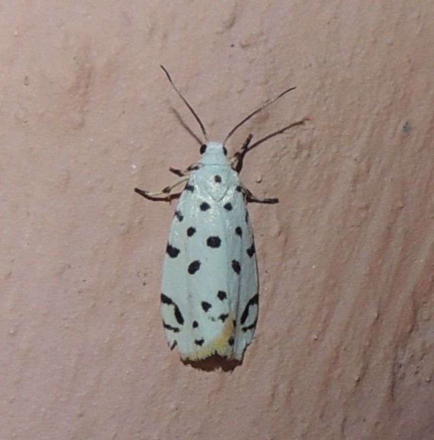 Epeiromulona biloba (Erebidae) At Reserva Natural Guadualito, Montenegro, Quind&iacute;o, Colombia (1200 m elev.) Colombia,Epeiromulona biloba,Geotagged,Spring