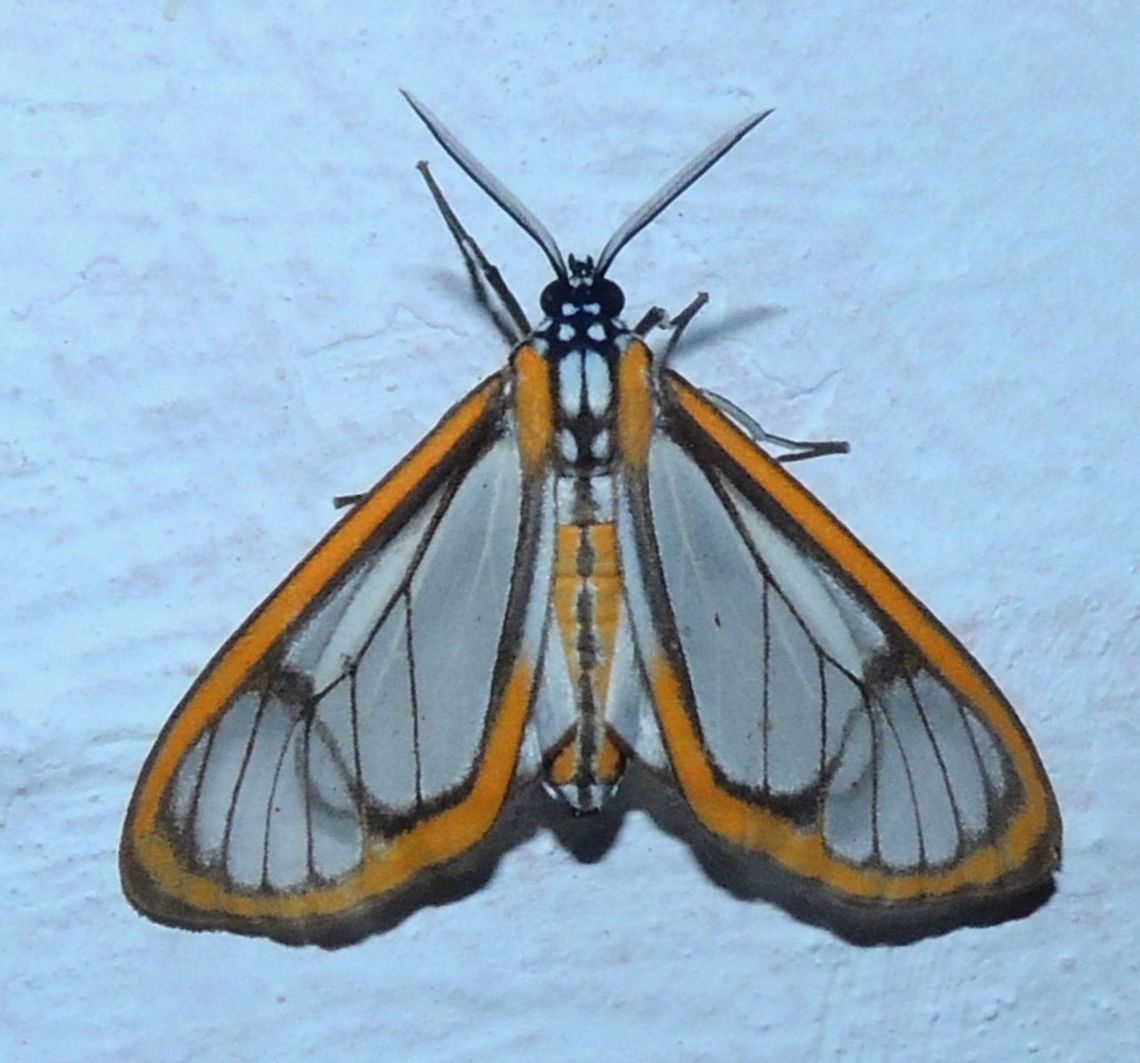 Hyalurga sixola (Erebidae) At Reserva Natural Guadualito, Montenegro, Quind&iacute;o, Colombia (1200 m elevation) Hyalurga sixola