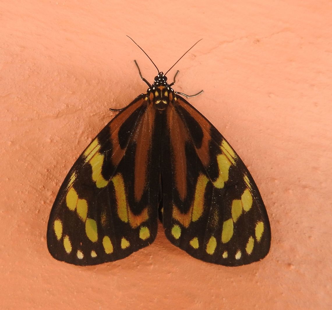 Chetone angulosa (Erebidae) At Reserva Natural Guadualito, Montenegro, Quind&iacute;o, Colombia (1200 m elevation) Chetone angulosa