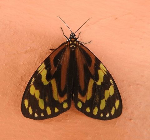 Chetone angulosa (Erebidae) At Reserva Natural Guadualito, Montenegro, Quindío, Colombia (1200 m elevation) Chetone angulosa