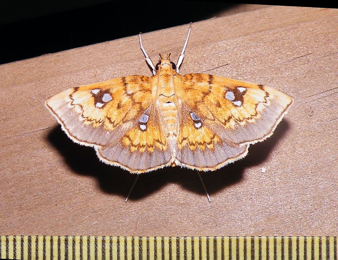 Cacographis osteolalis (Crambidae) At Reserva Natural Guadualito, Montenegro, Quind&iacute;o, Colombia (1200 m elevation) Cacographis osteolalis