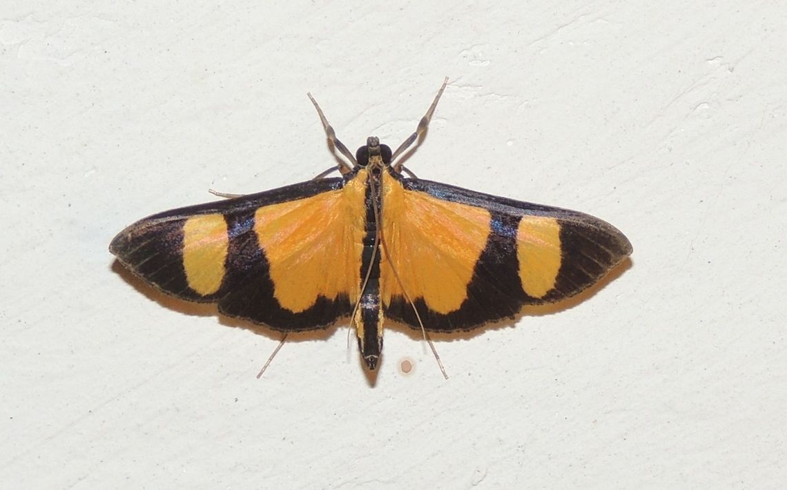 Phostria delilalis (Crambidae) At Reserva Natural Guadualito, Montenegro, Quind&iacute;o, Colombia (1200 m elevation) Phostria delilalis