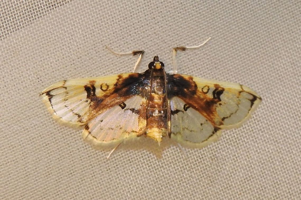 Compacta hirtalis (Crambidae) At Reserva Natural Guadualito, Montenegro, Quind&iacute;o, Colombia (1200 m elevation) Compacta hirtalis