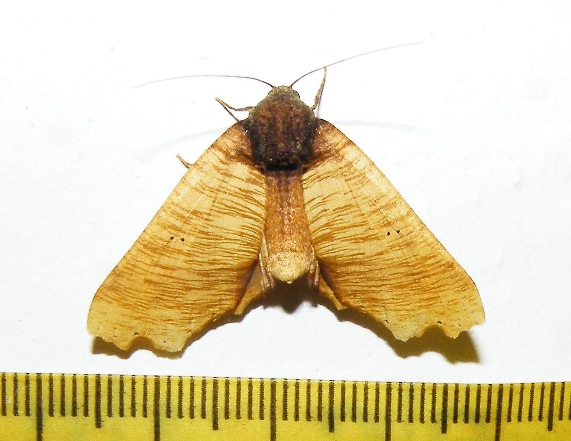 Pero polygonaria (Geometridae) At Reserva Natural Guadualito, Montenegro, Quind&iacute;o, Colombia (1200 m elevation) Pero polygonaria